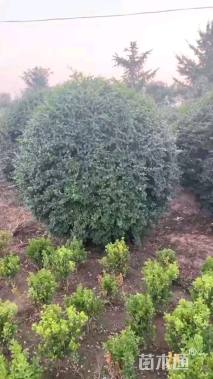 冠幅120厘米小叶女贞球