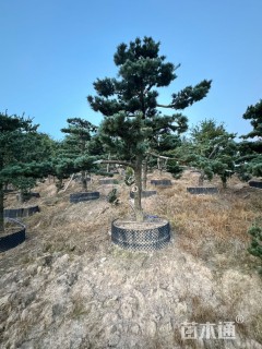 18公分造型五针松