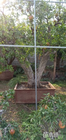 高度100厘米果石榴