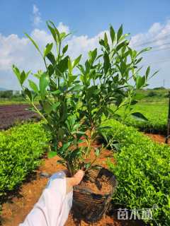 高度25厘米小叶栀子