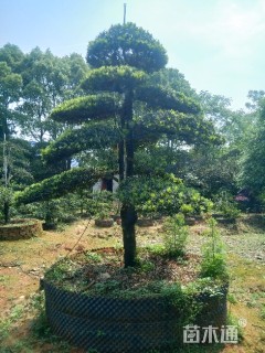 18公分造型罗汉松