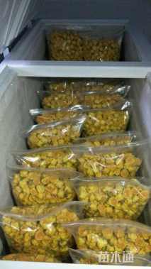 高度10厘米防普金花茶