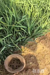 高度20厘米紫露草