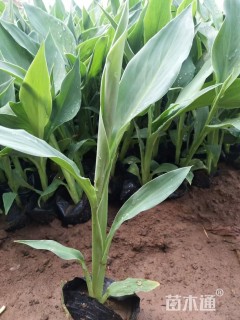 高度60厘米水生美人蕉
