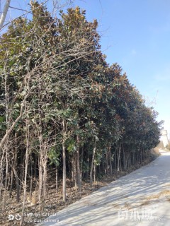 4公分耐寒广玉兰