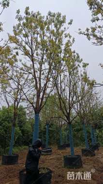 19公分香樟