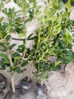 1公分无刺枸骨