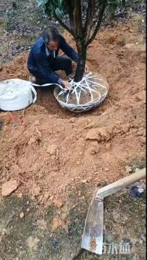 高度350厘米茶花