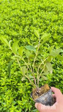 高度30厘米春鹃