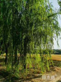 23公分红丝垂柳