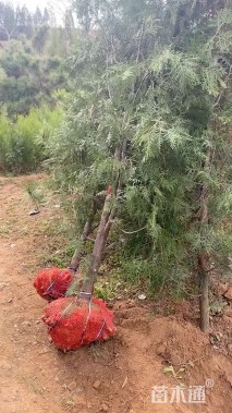 高度250厘米侧柏