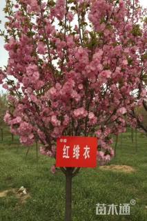 5公分红绯衣