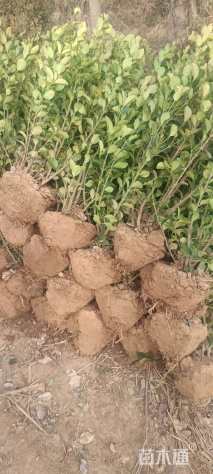 冠幅35厘米卫矛球