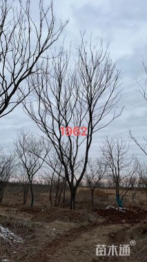 35公分朴树