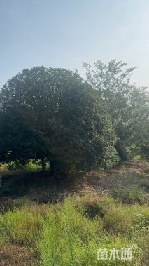 18公分桂花