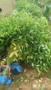 高度80厘米棣棠