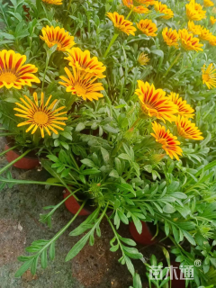 高度25厘米勋章菊