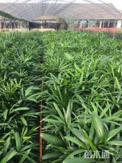 裸干高30厘米棕竹