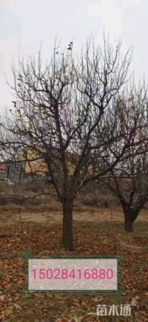 30公分八棱海棠