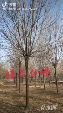10公分白蜡