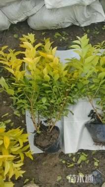 高度40厘米金叶女贞