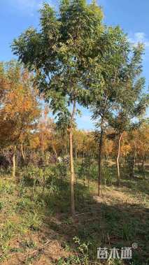 15公分红花木莲