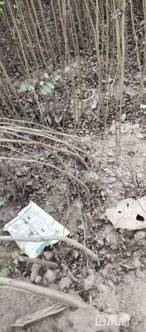 高度90厘米紫穗槐
