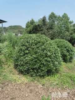 冠幅160厘米海桐球
