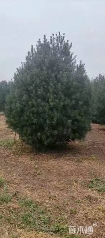 高度400厘米白皮松