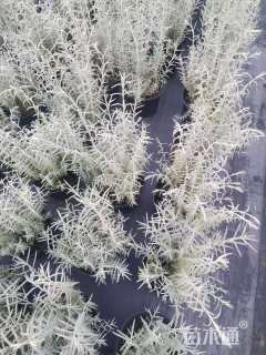 高度20厘米柳叶星河