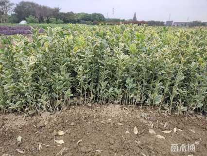 高度40厘米金边黄杨小苗