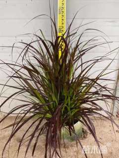 高度60厘米紫叶狼尾草