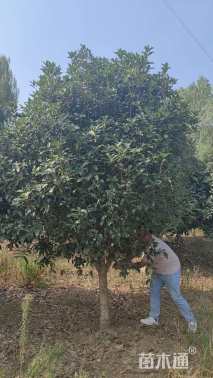 冠幅550厘米桂花球