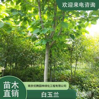 6公分白玉兰