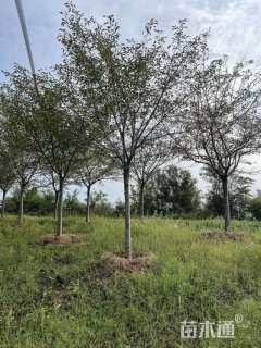 12公分染井吉野樱