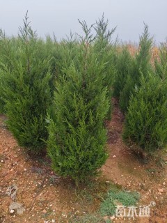 高度80厘米塔柏