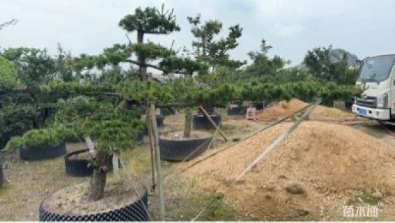 10公分五针松