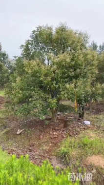 高度600厘米丛生大叶女贞