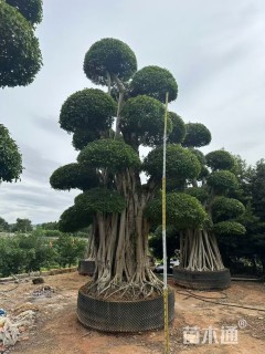 25公分小叶榕