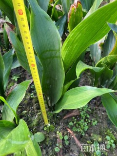 高度40厘米一叶兰