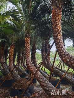 裸干高300厘米海枣