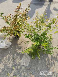 高度35厘米六道木