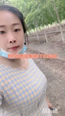 8公分五角枫