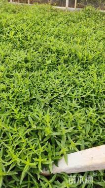 高度20厘米千屈菜