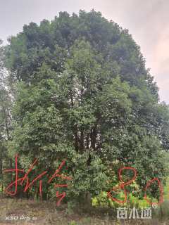 60公分(5杆)丛生香橼