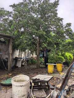 高度650厘米瓜子黄杨