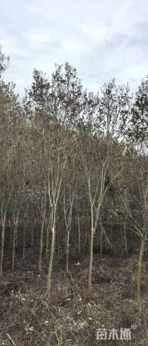 1公分红火箭紫薇