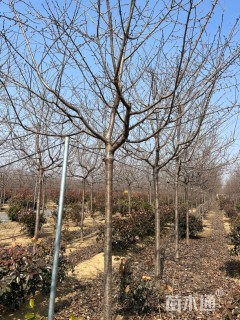 6公分大渔樱花