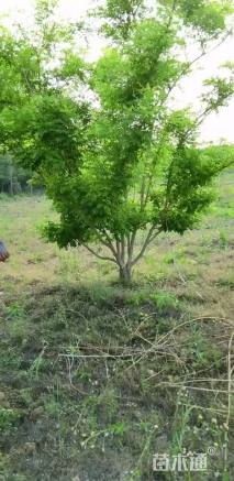 高度300厘米丛生金枝槐