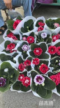 高度25厘米三色堇